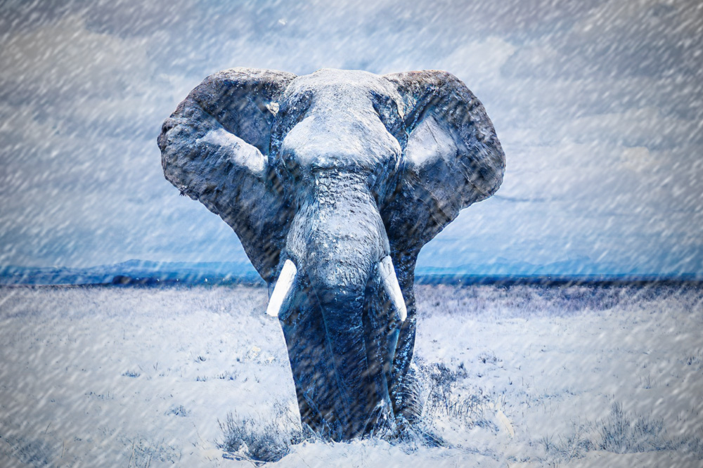 Stor elefant i snøstorm